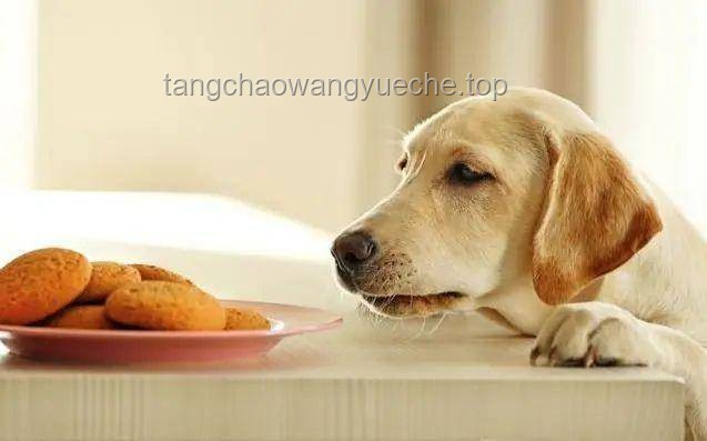 “网红宠物零食”大摸底！品质、口感、性价比，狗都不吃？那我吃！