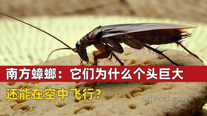 北京居民家中南方带翅大蟑螂案例研究